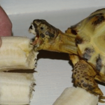 Sloth (USA-2) : Yo, This Beat Is Bananas!